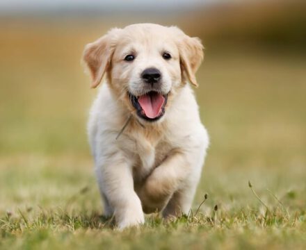 Can a puppy eat a cucumber?