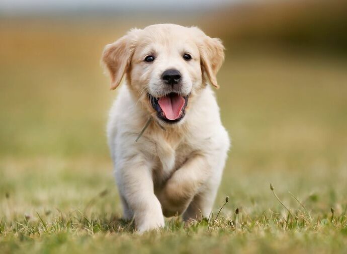 Can a puppy eat a cucumber?