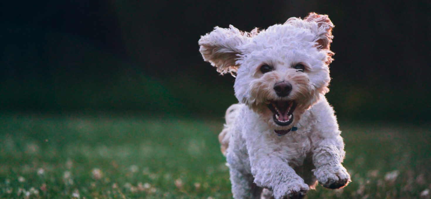 Are Natural Sweeteners Safe for Puppies?