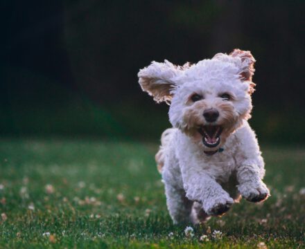 A Sweet Dilemma: Is Honey Safe for Puppies?