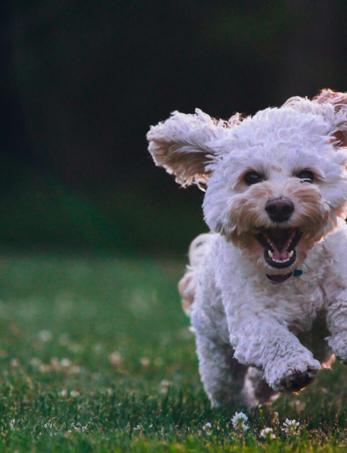 Are Natural Sweeteners Safe for Puppies?