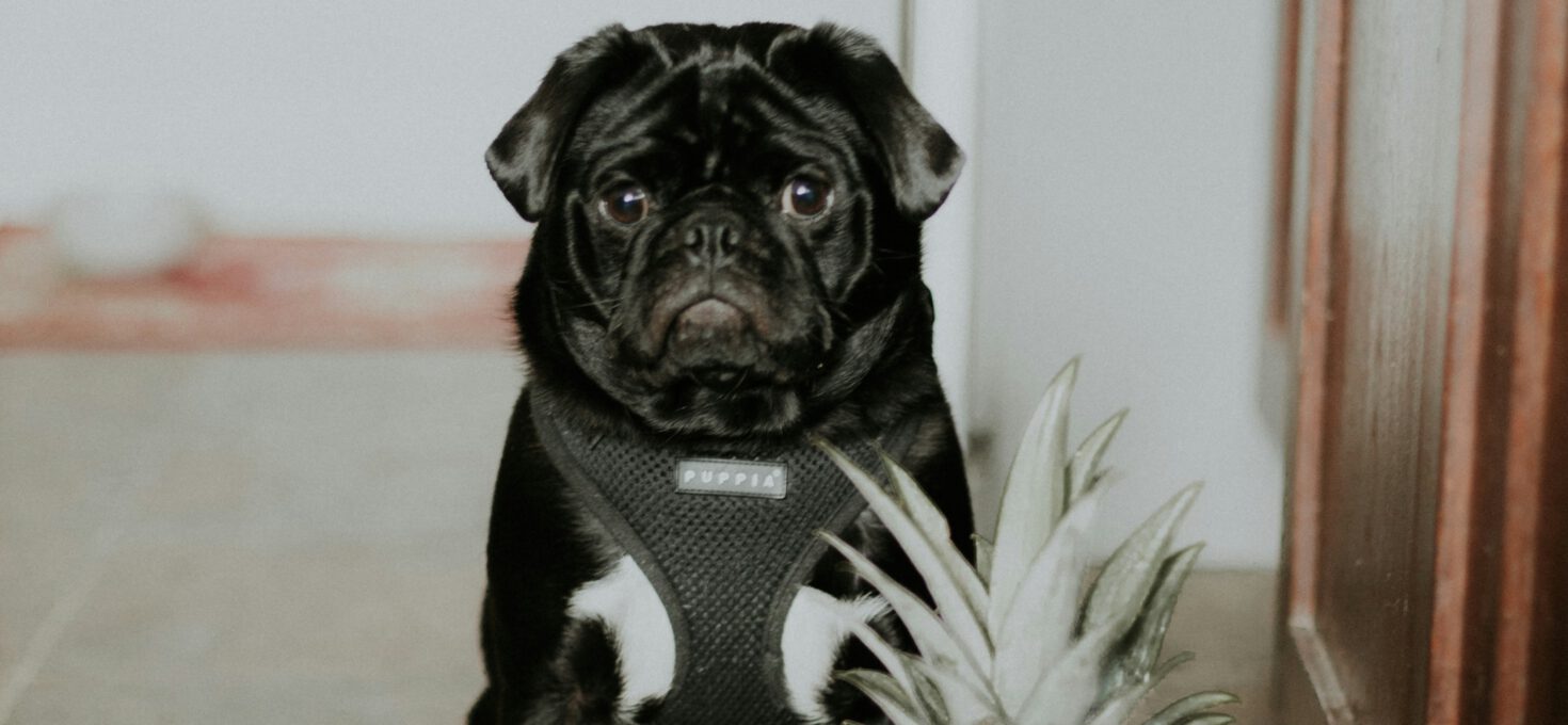 Can Puppies Eat Fruits?