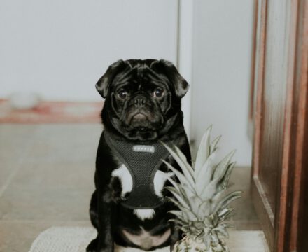 Can Puppies Eat Fruits?