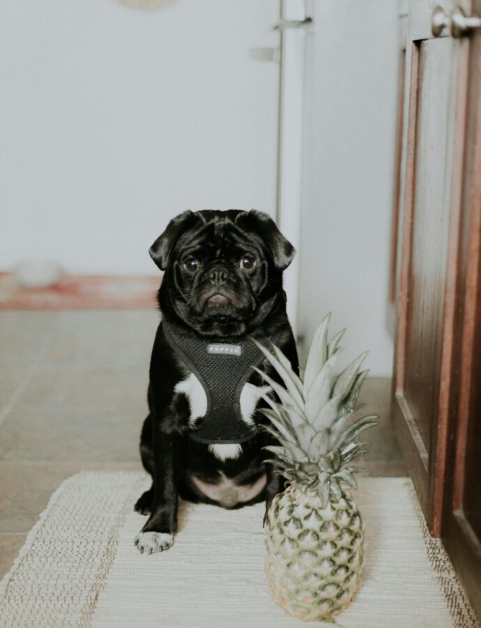 Can Puppies Eat Fruits?